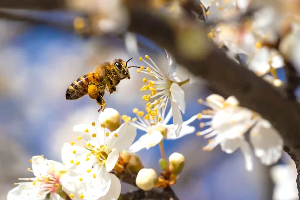 Depuis 200 ans, les extinctions d’espèces sont 10 à 1000 fois plus rapides que le rythme naturel, selon l'Office Français de la Biodiversité. © MPeev, AdobeStock