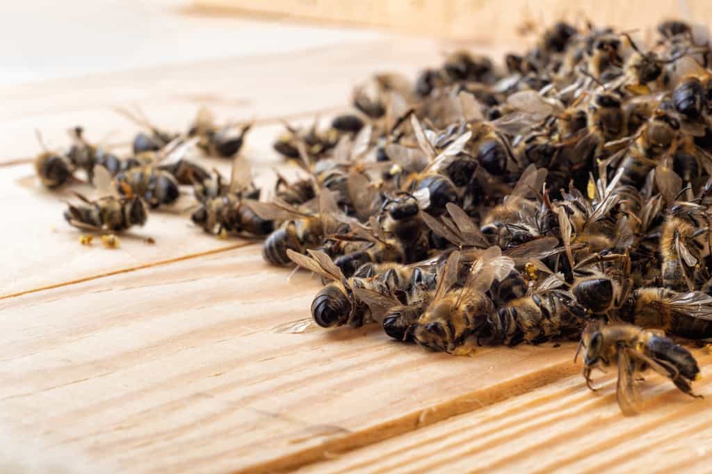 Les néonicotinoïdes sont accusés de participer au déclin des abeilles. © kosolovskyy, Fotolia