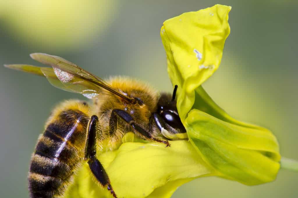 L’abeille comprend le zéro. © Paul, Fotolia