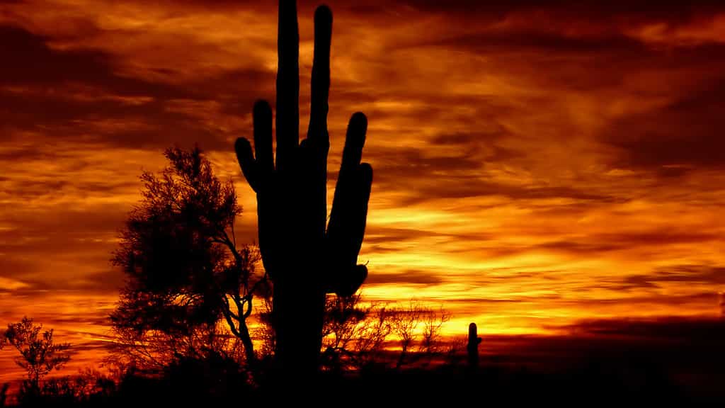 Avec une superficie de 320.000 kilomètres carrés, le désert de Sonora est le plus vaste d’Amérique du Nord. Il s’étend du sud-ouest des États-Unis au nord du Mexique. Il est réputé pour ses cactus saguaros (Carnegiea gigantea), dont certains atteignent 15&nbsp;mètres de haut et vivent jusqu’à 150 ans ! Il abrite d’ailleurs, dans un authentique décor de western, quelques espèces rares.
Le ciel dégagé de cette région ainsi que l’altitude souvent élevée (plus de 2.000&nbsp;mètres) procurent par ailleurs des conditions idéales pour l’étude des astres. © Steve took it, Flickr, CC by-NC-SA 2.0
