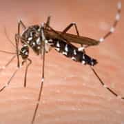 Le moustique tigre (Aedes albopictus) est responsable du premier cas de dengue autochtone détecté en France métropolitaine. Crédits DR