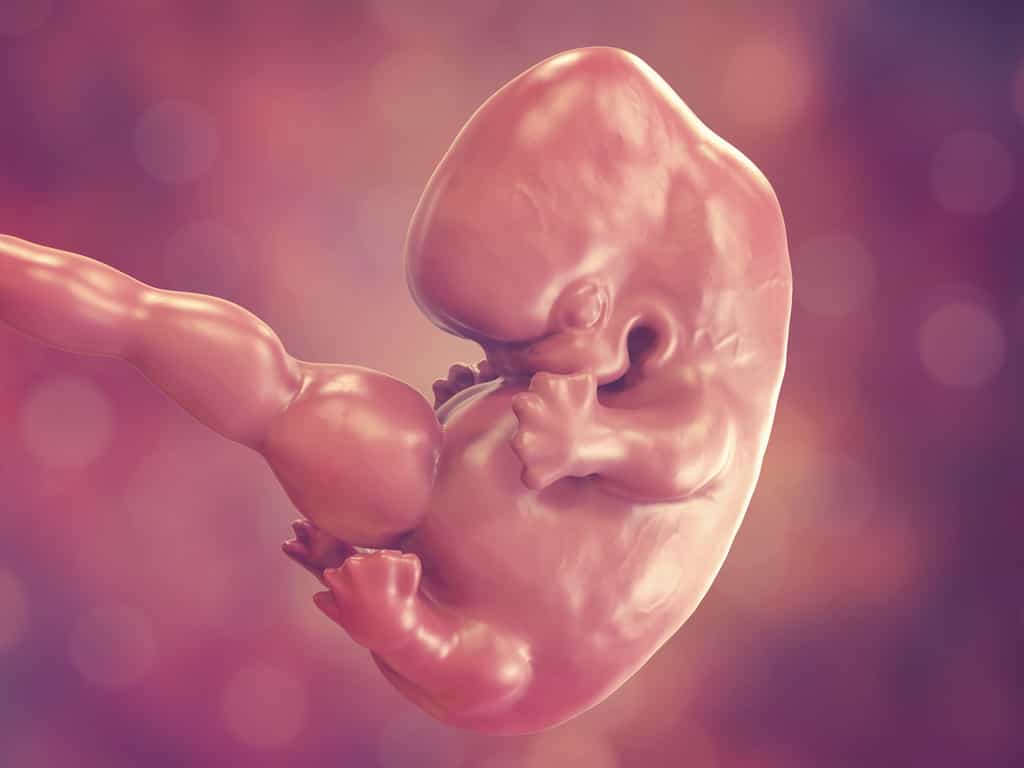 Lors du développement de l’embryon, les tissus se transforment. Le scutoïde est une nouvelle forme géométrique identifiée dans nos cellules. © Kateryna_Kon, Fotolia
