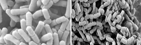 Lactobacillus rhamnosus (à gauche) et L. paracasei (à droite), deux bactéries répandues dans les produits lactés. © Nestlé