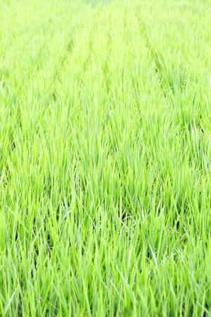Les surfaces en agriculture bio sont principalement consacrées aux pâturages, aux cultures fourragères et aux céréales. © jeffchen