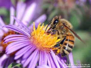 Le retour du printemps va faire renaître la flamme entre abeilles et fleurs. © Futura-Sciences 