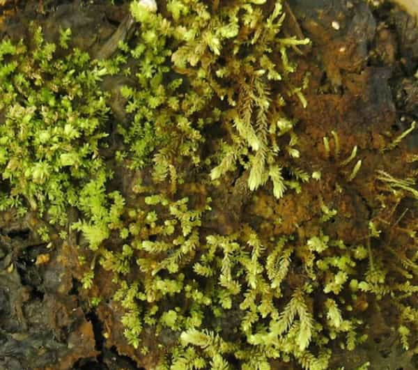 Des plantes vieilles de plus de 400 ans, emprisonnées sous la glace, ont retrouvé la vie. © Université de l'Alberta