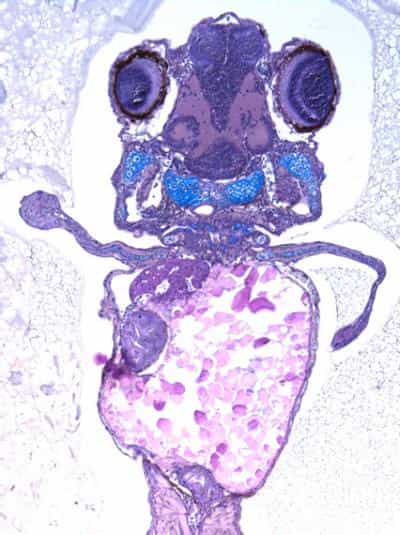 Cet embryon de poisson zèbre a développé un membre qui ressemble plus à une jambe qu'à une nageoire. Les changements dans la quantité de protéine Hox-D13 (produite sous l'effet du gène du même nom)&nbsp;ont probablement contribué à la transition de la nageoire vers la jambe au cours de l'évolution animale. © Freitas et al. 2012, Developmental Cell