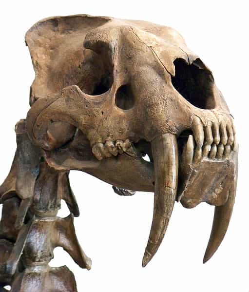 D'après leur morphologie, leur mâchoire et leur impressionnante dentition étudiées par les biomécaniciens, les trois espèces de tigre à dents de sabre (Smilodon) étaient des superprédateurs de bisons, d'équidés et de camélidés. Des recherches sont également en cours pour tenter de ramener le félidé disparu voici 10.000 ans à la vie. © Wallace63, Wikimedia Commons, cc by sa 3.0
