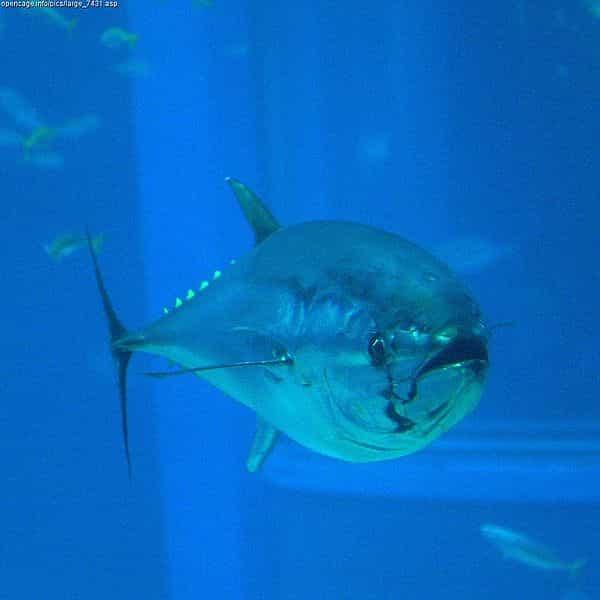 Un thon rouge de l'aquarium Kaiyukan à Osaka, au Japon. La pêche est soumise à des quotas, qui se réduisent d'année en année mais qui ne sont pas respectés par tout le monde. © OpenCage, Creative Commons