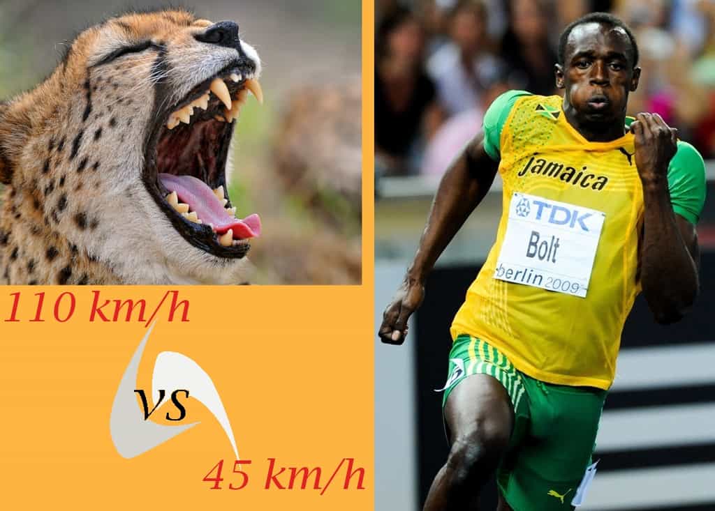 Le guépard peut se moquer d'Usain Bolt. Le sprinteur jamaïcain considéré comme l'Homme le plus rapide du monde approche les 45 km/h en vitesse de pointe, qu'il ne tient d'ailleurs pas sur 100 m. Il parcourt en moyenne la ligne droite à 37,6 km/h. Le félin, lui, court 2,5 fois plus vite... © Futura-Sciences
