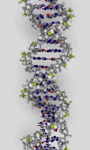 Dans l'ADN, il pourrait y avoir des variations génétiques appelées VNC, susceptibles d'allonger ou de raccourcir l'espérance de vie. Qu'en sait-on ? Pour le moment pas grand-chose car cette piste est suivie depuis peu.&nbsp;© Ynse, Wikipédia, cc by sa 2.0