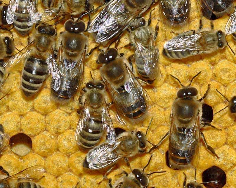 Rayons de miel. Source Commons