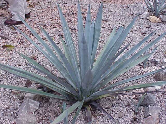 L'Agave tequilana, la plante dont est tirée la tequila. Crédit : Kurt Stueber