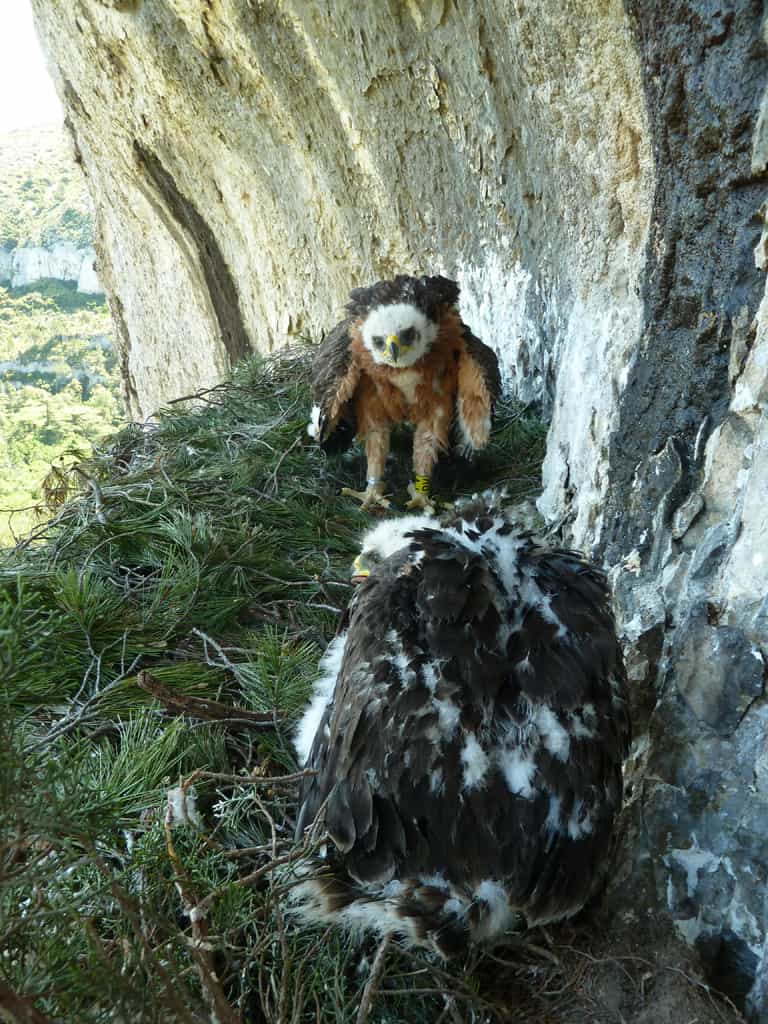 Espèce menacée à l’échelle mondiale, l'aigle de Bonelli est l’un des rapaces les plus rares en France. Son taux annuel de reproduction est faible avec un, voire deux aiglons par couple. © Philippe Lèbre, Cen Paca