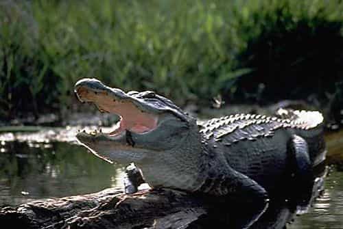 Alligator mississipiensis. Crédit : U.S. Fish and Wildlife Service