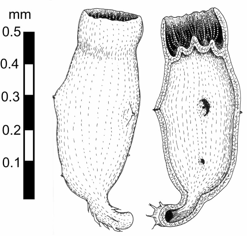 Représentation graphique de Diskagma buttonii, peut-être le plus vieil eucaryote au monde. © Gregory Retallack et al., Precambrian Research