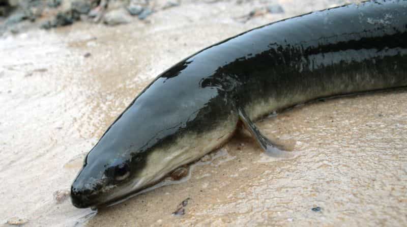 
Anguilla rostrata, ou l’anguille américaine, est une espèce catadrome. Elle vit en eau douce, mais se reproduit en mer. Les femelles peuvent atteindre deux mètres de long, contre seulement 90 cm pour les mâles. © Charles &amp; Flint, Flickr, cc by 2.0
