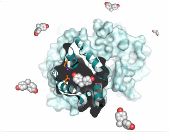 Cette image représente le bisphénol A (avec les atomes de carbone en gris et l'oxygène en rouge) se liant aux récepteurs des œstrogènes (bleu clair). En caractérisant cette interaction, les scientifiques pourront créer des produits industriels moins toxiques. © Inserm/CNRS, V. Delfosse et W. Bourguet