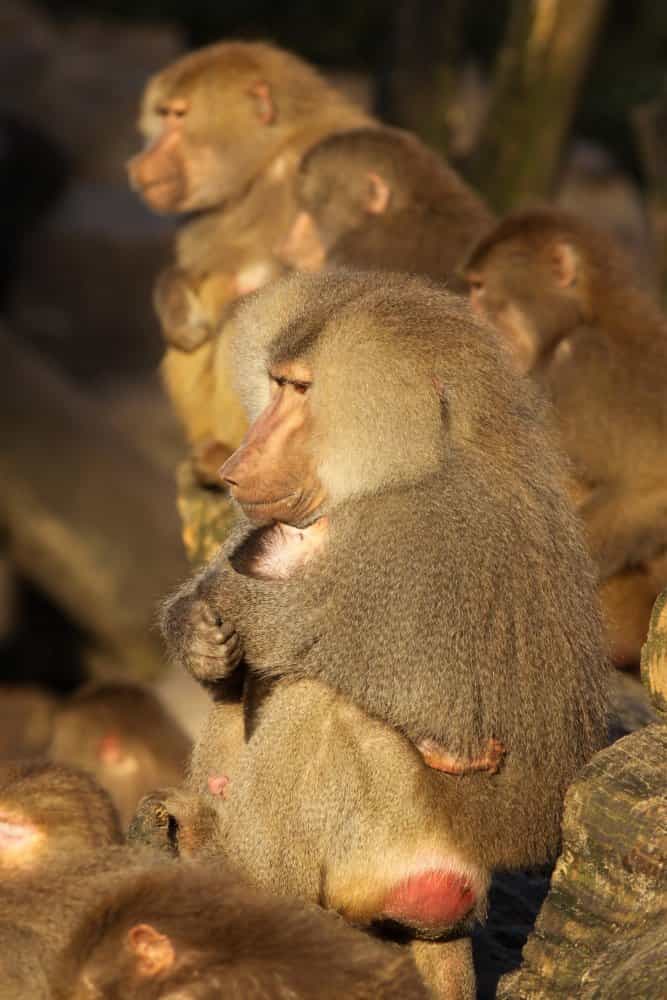 Les babouins appartiennent à l'ordre des primates, au même titre que les gorilles et les nasiques. À l'image, un babouin mâle tient dans ses bras un petit (au premier plan). © Henk UBentlage/shutterstock.com