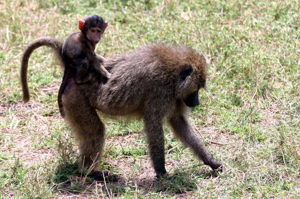 Une femelle babouin prend son petit sur son dos. Si les femelles qui s'occupent le plus souvent des progénitures, les mâles sont tout de même capables de tisser des liens avec leurs petits. © Charles J. Sharp, GNU 1.2