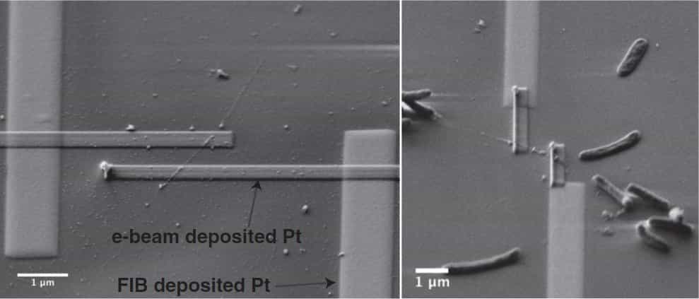 Les bactéries vivent sur une surface parcourue de nanoélectrodes en platine et font croître de longs filaments, qui conduisent effectivement l'électricité. © Mohamed El-Naggar et al. / Pnas