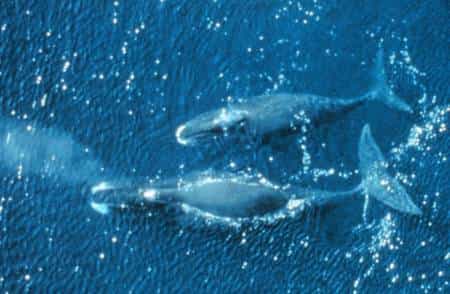 Les quatre espèces de baleines franches (ici celle de de l'Arctique, Eubalaena glacialis) ont failli être exterminées à cause d'une caractéristique intéressante pour la pêche : leur corps riche en graisse les fait flotter une fois qu'elles sont tuées. Récemment, une population inconnue de cette baleine franche de l'Arctique a été découverte, donnant de l'espoir sur sa capacité à survivre.© NOAA