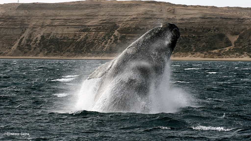 La baleine est très attachée à son lieu de naissance. Elle y retourne en moyenne tous les 3 ans. © Nestor Galina Flickr, cc by-nc-nd 2.0 