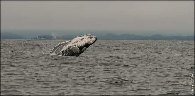 Très chassées, les baleines grises ont fini par retrouver la taille naturelle de leur population, environ 20.000 individus, grâce aux efforts de protection. © guilmay-flickr-CC BY-NC-ND 2.0