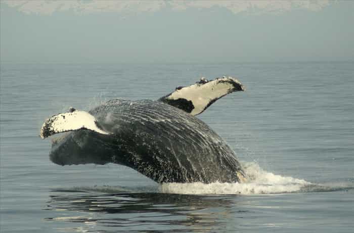 Le ministre nippon de la Pêche a annoncé que sa flotte se préparait pour la chasse à la baleine. &copy;&nbsp;Lou Roming, fotopedia, cc by 3.0