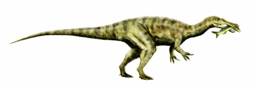 Une reconstitution de Baryonyx walkeri, un spinosaure. © Nobu Tamura-wikipédia 