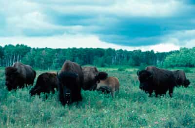 Il y a 500 ans, des dizaines de millions de bisons d’Amérique sillonnaient les plaines d’Amérique du nord. Puis sont arrivés les Européens, les barbelés et les fusils. Depuis, très peu de bisons subsistent à l’état sauvage. © University of Calgary