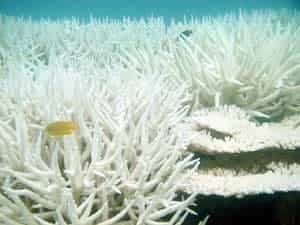 Le taux de CO2 atmosphérique devrait continuer à augmenter. Cet accroissement devrait entraîner une réduction du pourcentage de saturation en aragonite dans les couches superficielles de l'océan. Ceci pourrait à son tour conduire à une baisse du taux de calcification par les coraux, et donc constituer une menace certaine pour le fonctionnement des écosystèmes coralliens. © Ray Berkelmans, AIMS