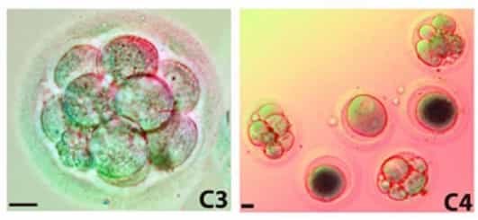 Des blastocystes humains dont les noyaux sont ceux des cellules d'un donneur. Crédit Andrew French et al.