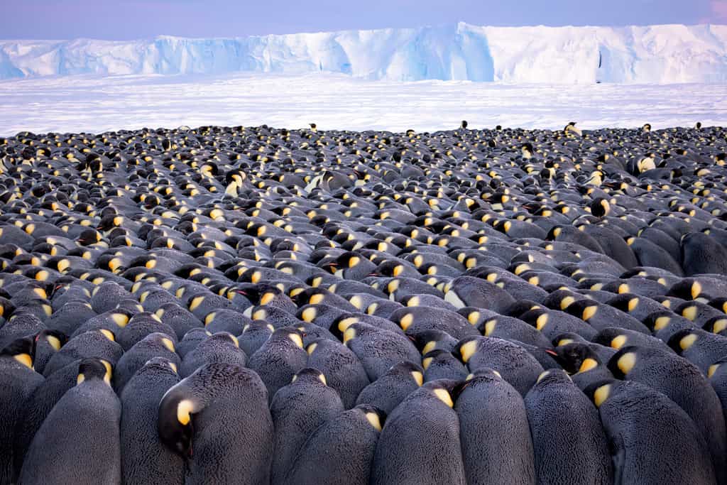« The huddle », par Stefan Christmann, grand prix du photographe de l’année dans la catégorie Portfolio. Une colonie de manchots empereurs sur le glacier d’Ekström en Antarctique. © Stefan Christmann
