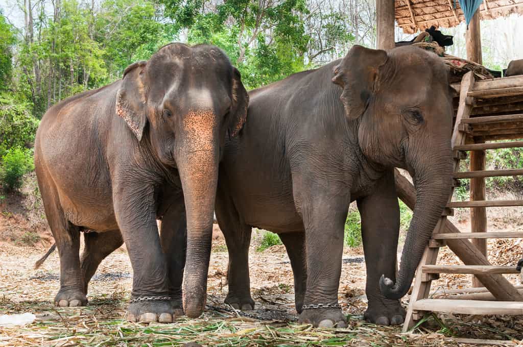 La Thaïlande compte 3.800 éléphants en captivité, qui ne peuvent plus être nourris en raison de la chute du tourisme. © rawintanpin, Adobe Stock