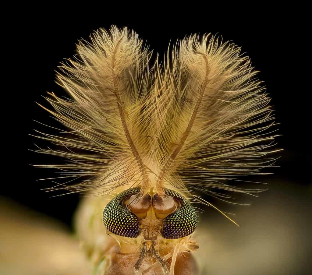 Des yeux de diptère Chironomidae diptera vus au microscope et agrandis neuf fois. © Erick Francisco Mesén, Nikon Small World Photography