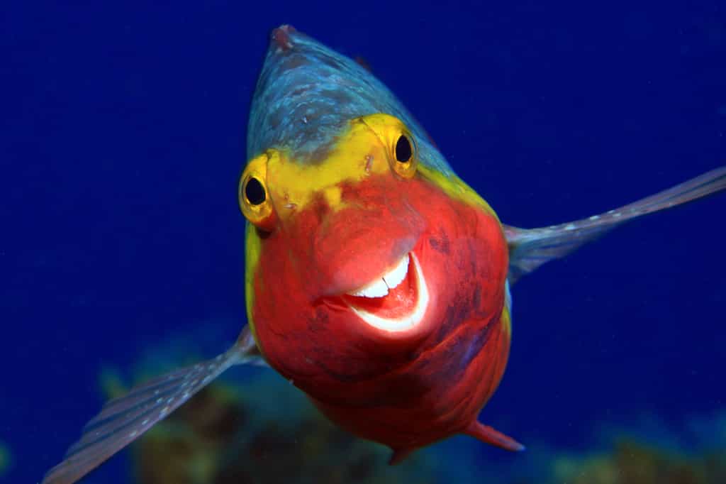 Smiley, photo sélectionnée au Comedy Wildlife Photography Awards 2020 : le sourire du poisson-perroquet. © Arthur Telle Thiemenn, Comedy Wildlife Photography Awards 2020