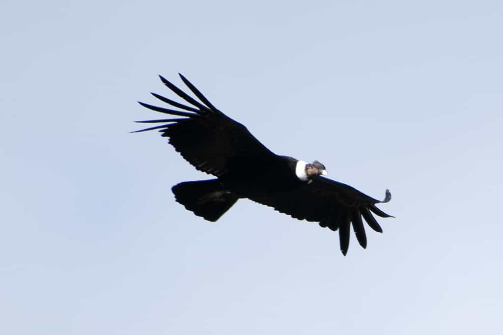 Le condor des Andes passe 99 % de son temps de vol en plané. © Paul Asman and Jill Lenoble, Flickr
