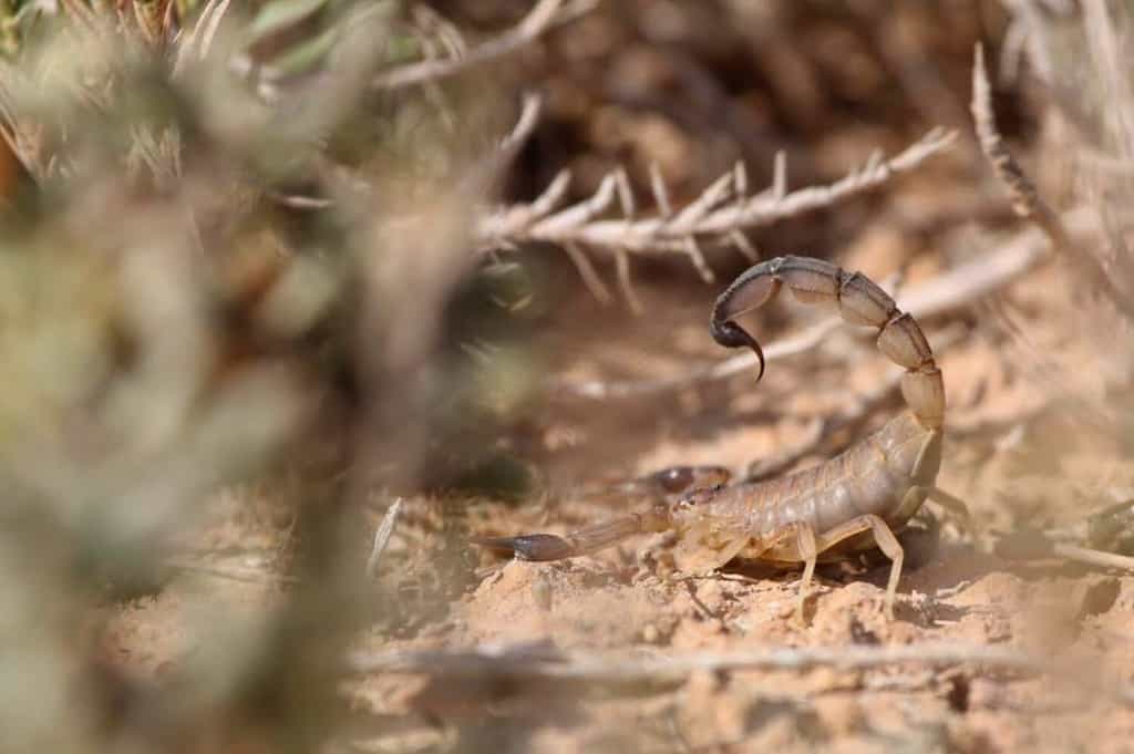 Les scorpions de la famille Androctonus font partie des animaux les plus dangereux au monde. ©&nbsp;bellierjustin, iNaturalist