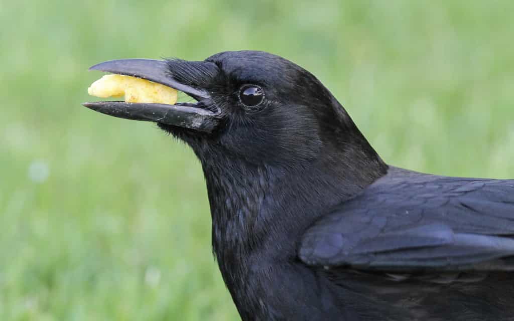 Le corbeau est un opportuniste qui se nourrit de tout ce qu’il trouve. © Fyn Kynd, Flickr