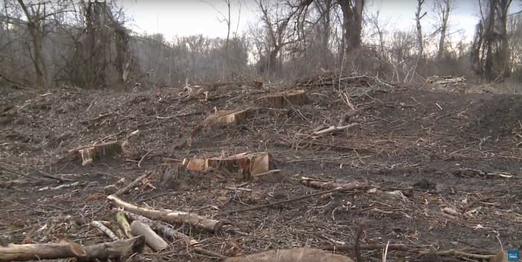 Une forêt centenaire a été rasée dans le cadre d’un programme européen de lutte contre les inondations. © Euronews, YouTube