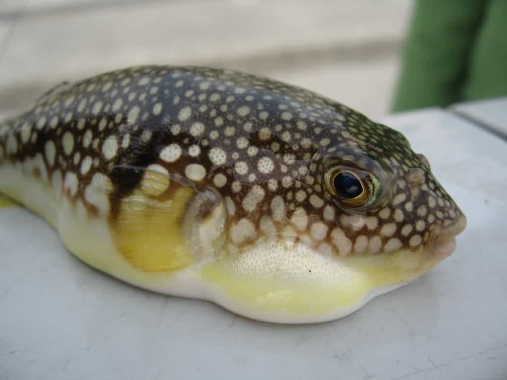 Le fugu est un poisson japonais contenant un poison très violent, la tétrodotoxine. © Jim, Wikipédia