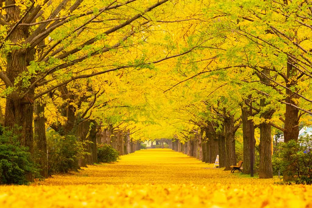 Le Ginkgo biloba arbore un magnifique feuillage jaune à l’automne. © namezon, Adobe Stock