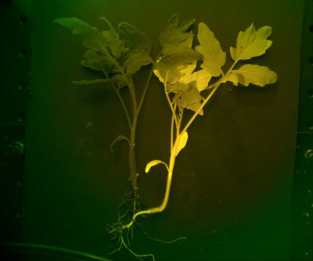 La «InnerTomato», une tomate qui devient fluorescente lorsqu’elle manque d’eau ou de nutriments. © InnerPlant