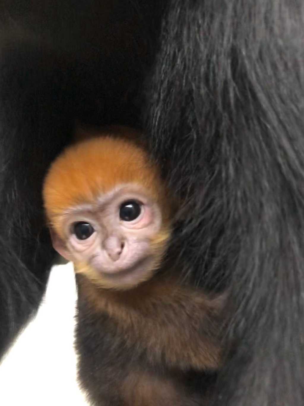 Un bébé Langur de François, une espèce de singe menacée, est né en mars au zoo de la Citadelle à Besançon. © @CitadelBesancon, Twitter