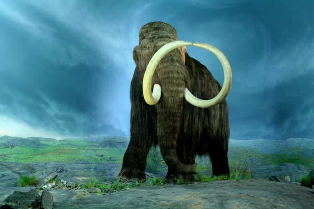 Les derniers mammouths se sont éteints il y a 4.000 ans. © Tracy O, Wikipédia, CC by-sa 2.0
