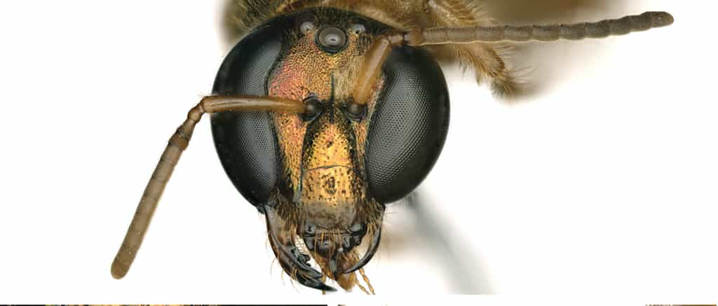 Cette abeille est morphologiquement femelle à droite et mâle à gauche. © Erin Krichilsky et al, Journal of Hymenoptera Research, 2020