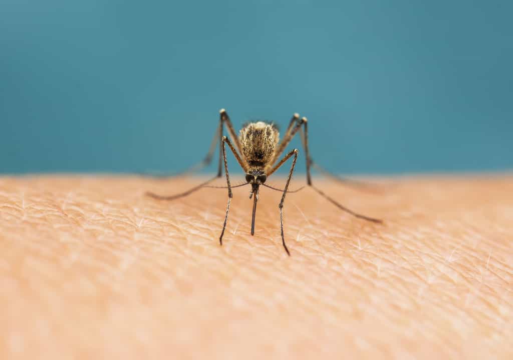 Les moustiques sont attirés par l'odeur de la sueur humaine. © Nataba, Fotolia