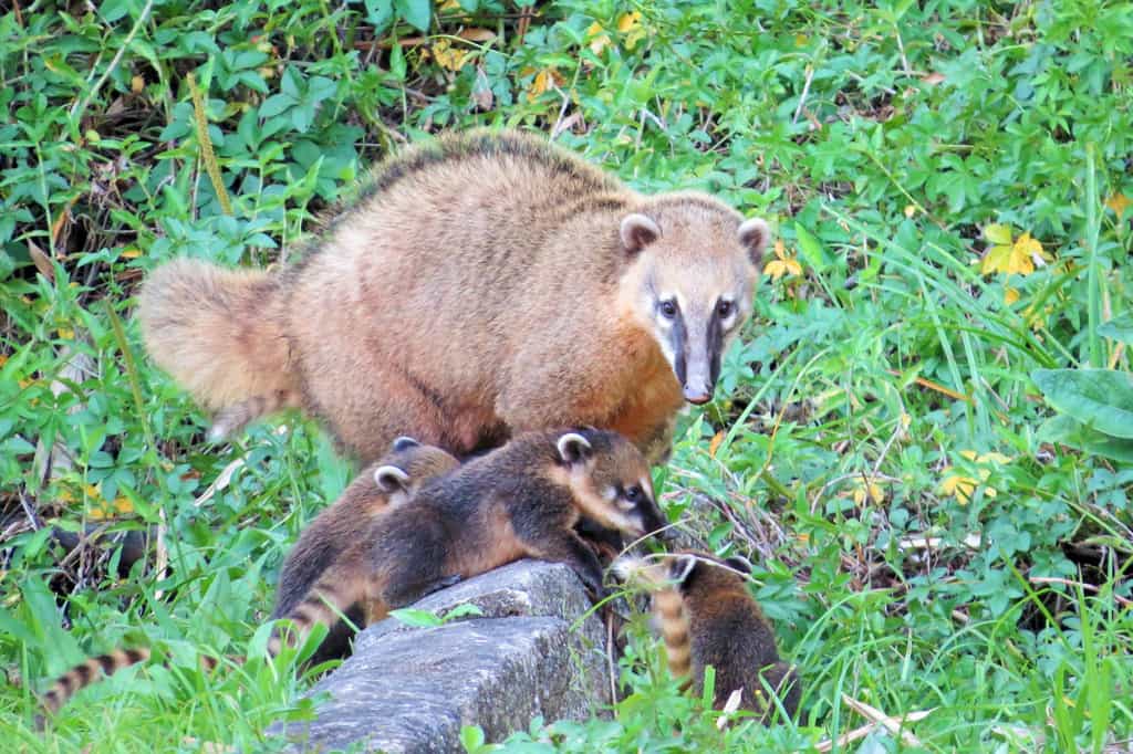 Le coati roux (Nasua nasua), un mammifère particulière agressif, a déjà été aperçu en France. © andretostes, iNaturalist
