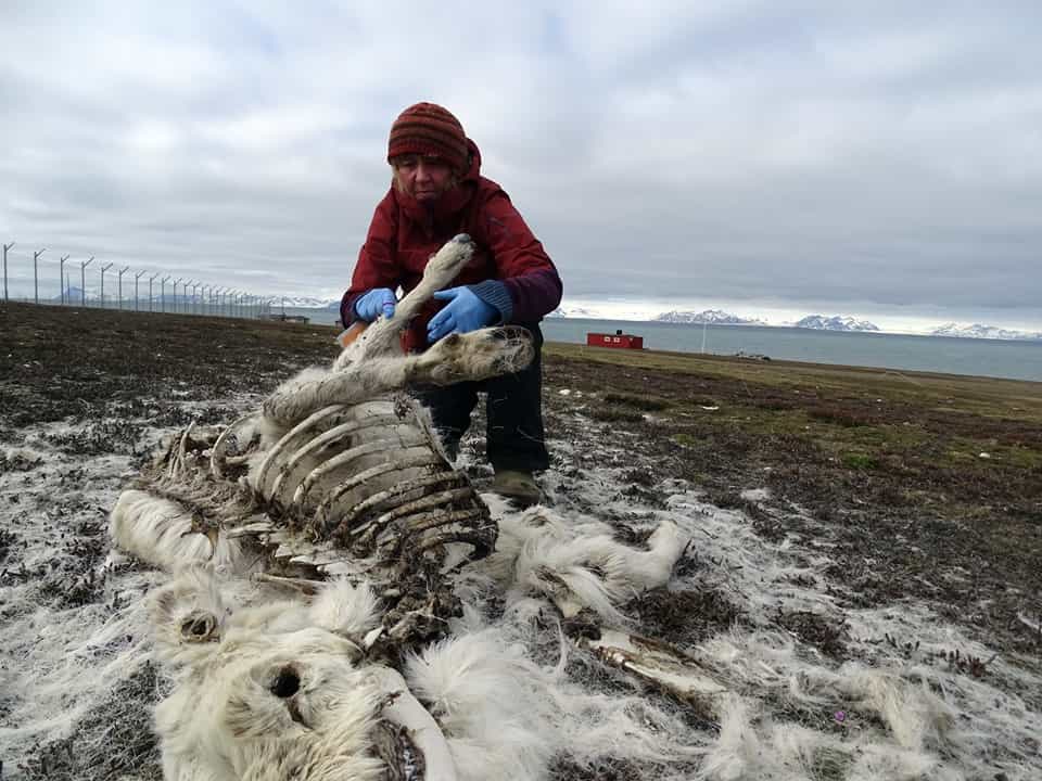 Les rennes norvégiens du Svalbard ont connu une mortalité élevée l’hiver dernier en raison du réchauffement climatique © Elin Vinje Jenssen, Norsk Polarinstitutt